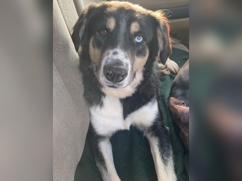 Rafiki, geb. ca. 12/2022, lebt in GRIECHENLAND, im städt. Tierheim Serres