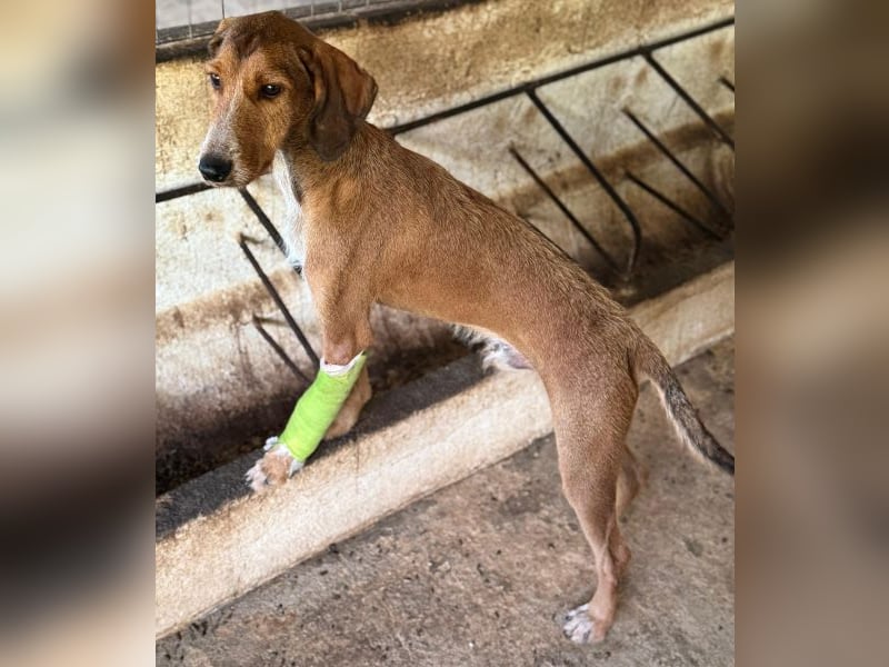 Muskatnuss, geb. ca. 01/2025, lebt in GRIECHENLAND, auf einer privaten Pflegestelle