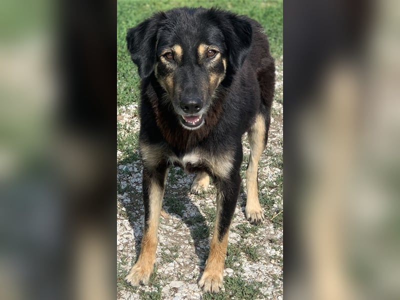 Lavinia, geb. ca. 06/2019, lebt in GRIECHENLAND, im städt. Tierheim Serres