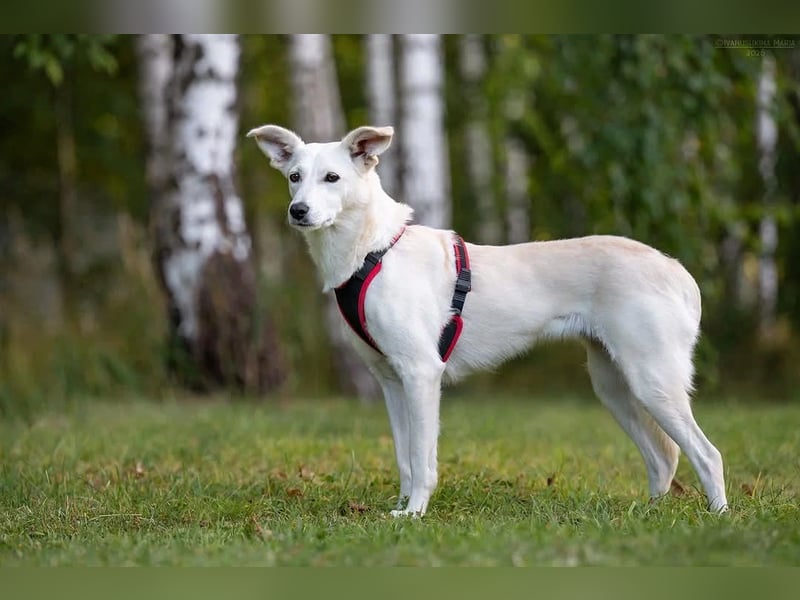Ruhiges Zuhause für Bella gesucht