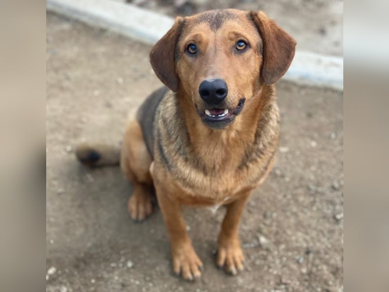 Nasso, geb. ca. 05/2024, lebt in GRIECHENLAND, auf einer privaten Pflegestelle