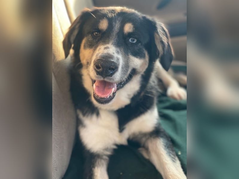 Rafiki, geb. ca. 12/2022, lebt in GRIECHENLAND, im städt. Tierheim Serres