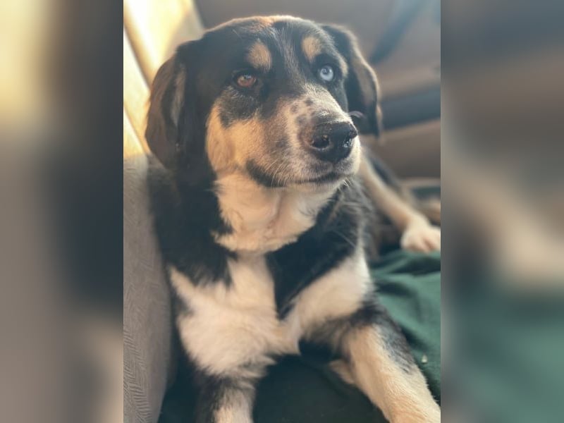 Rafiki, geb. ca. 12/2022, lebt in GRIECHENLAND, im städt. Tierheim Serres