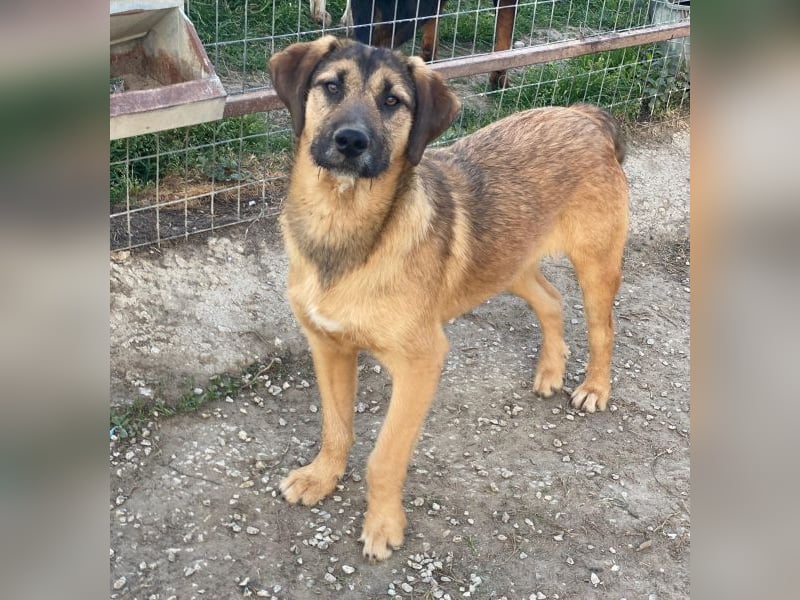 Maverick, geb. ca. 07/2025, lebt in GRIECHENLAND, im städt. Tierheim Serres
