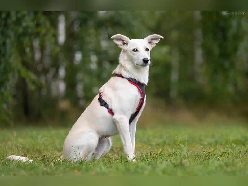 Ruhiges Zuhause für Bella gesucht