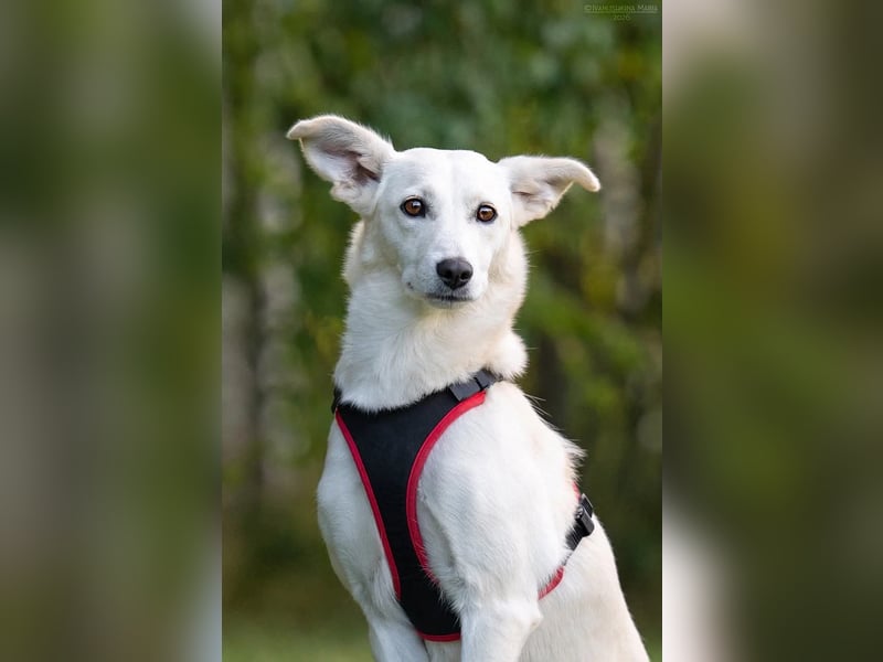 Ruhiges Zuhause für Bella gesucht