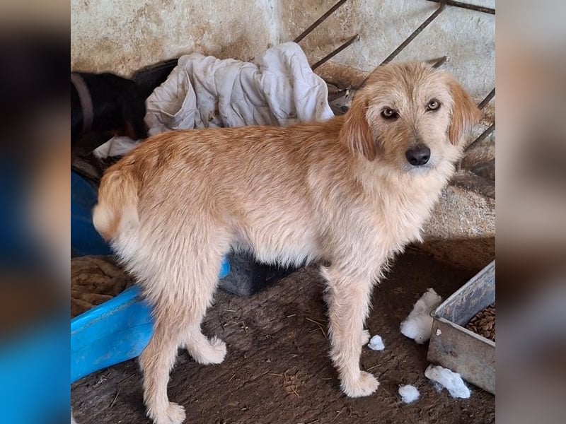 Schnitzel, geb. ca. 05/2025, lebt in GRIECHENLAND, auf einer privaten Pflegestelle