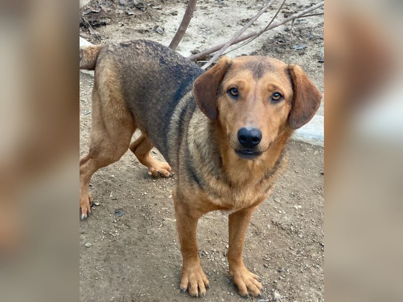 Nasso, geb. ca. 05/2024, lebt in GRIECHENLAND, auf einer privaten Pflegestelle