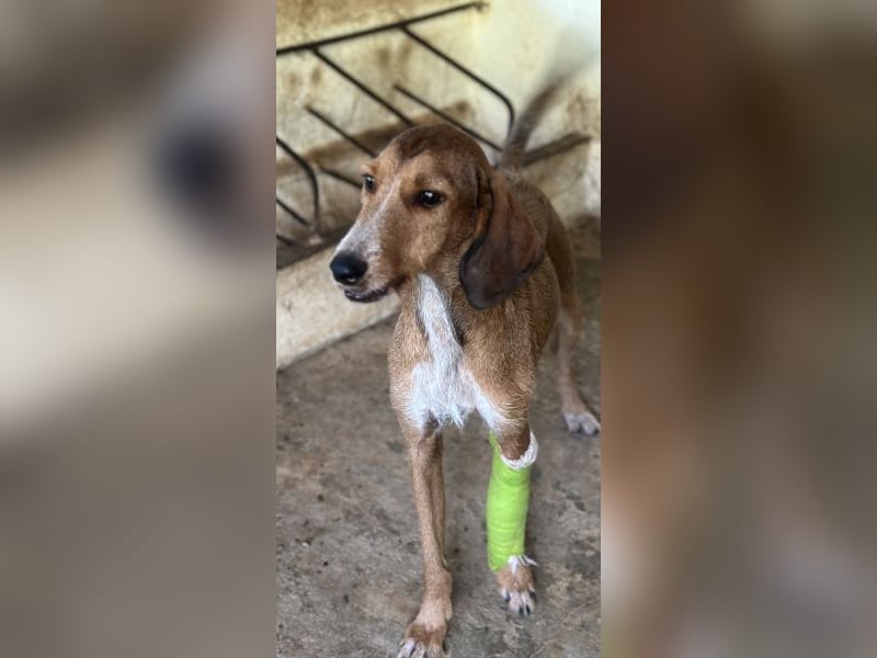 Muskatnuss, geb. ca. 01/2025, lebt in GRIECHENLAND, auf einer privaten Pflegestelle