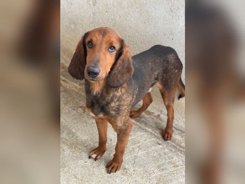 Elio, geb. ca. 03/2024, lebt in GRIECHENLAND, im städt. Tierheim Serres