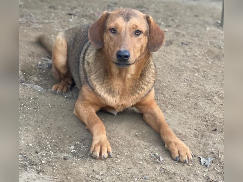 Nasso, geb. ca. 05/2024, lebt in GRIECHENLAND, auf einer privaten Pflegestelle