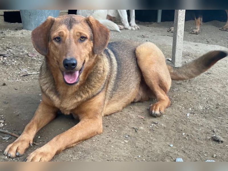 Nasso, geb. ca. 05/2024, lebt in GRIECHENLAND, auf einer privaten Pflegestelle