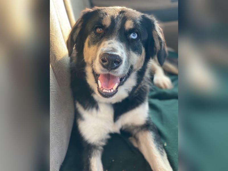 Rafiki, geb. ca. 12/2022, lebt in GRIECHENLAND, im städt. Tierheim Serres