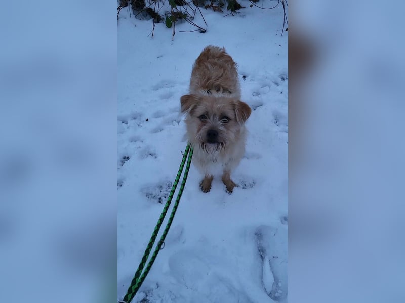 Peggy, kleiner, hübscher Wuschel sucht Familie