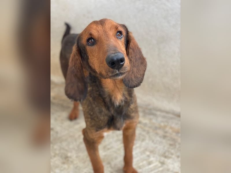 Elio, geb. ca. 03/2024, lebt in GRIECHENLAND, im städt. Tierheim Serres