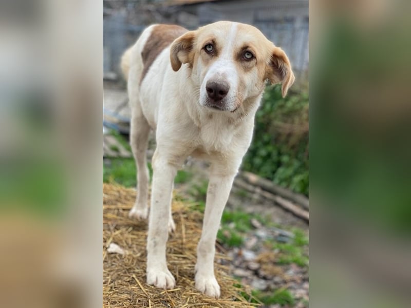 Evi, geb. ca. 06/2020, lebt in GRIECHENLAND, im städt. Tierheim Serres