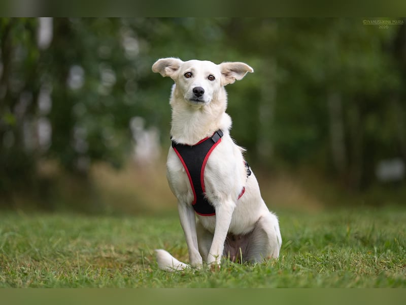 Ruhiges Zuhause für Bella gesucht