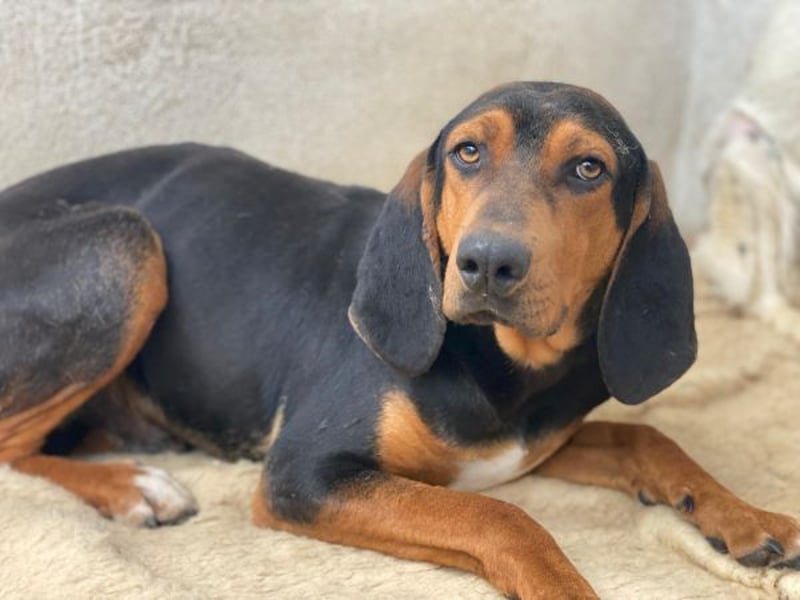 Brios, geb. ca. 12/2024, lebt in GRIECHENLAND, im städt. Tierheim Serres