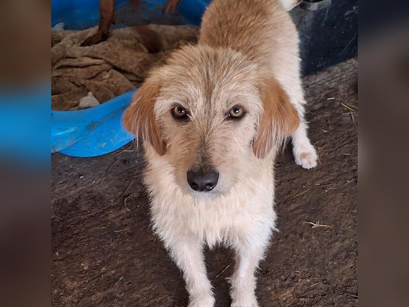 Schnitzel, geb. ca. 05/2025, lebt in GRIECHENLAND, auf einer privaten Pflegestelle