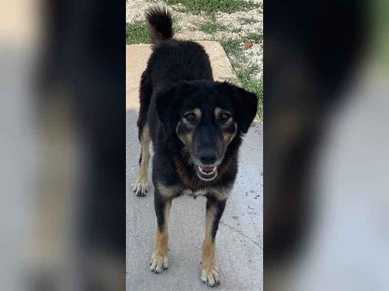 Lavinia, geb. ca. 06/2019, lebt in GRIECHENLAND, im städt. Tierheim Serres