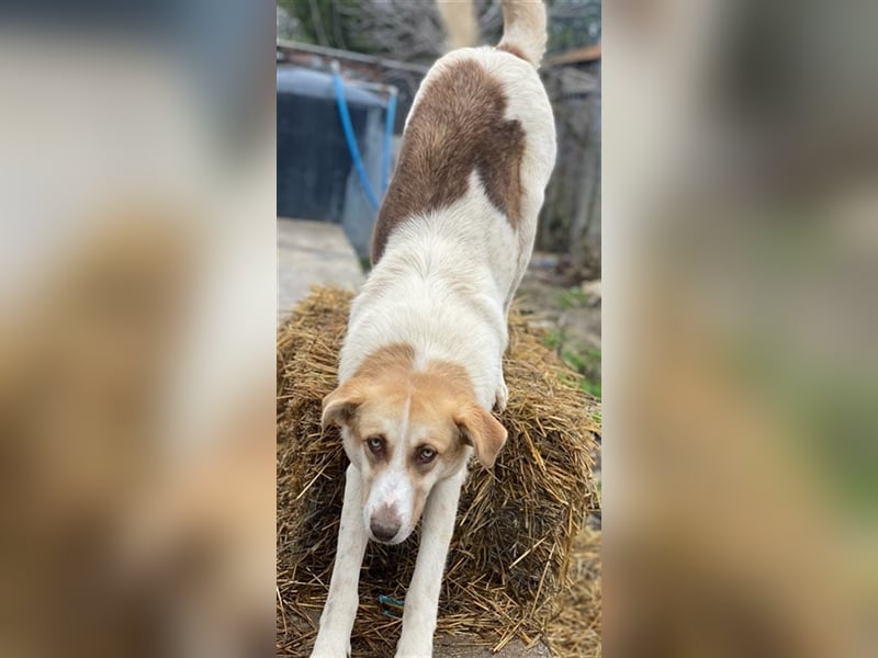 Evi, geb. ca. 06/2020, lebt in GRIECHENLAND, im städt. Tierheim Serres