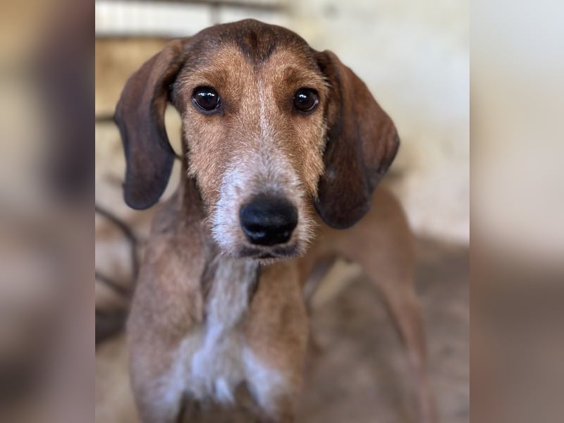 Muskatnuss, geb. ca. 01/2025, lebt in GRIECHENLAND, auf einer privaten Pflegestelle