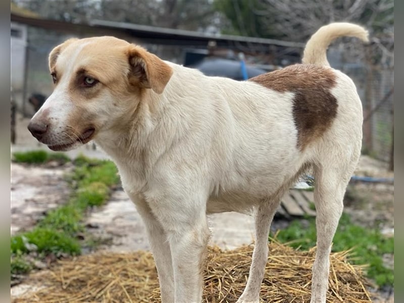 Evi, geb. ca. 06/2020, lebt in GRIECHENLAND, im städt. Tierheim Serres