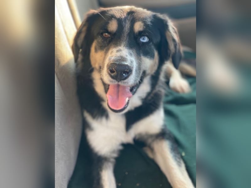 Rafiki, geb. ca. 12/2022, lebt in GRIECHENLAND, im städt. Tierheim Serres