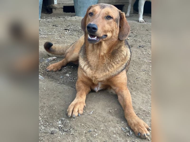 Nasso, geb. ca. 05/2024, lebt in GRIECHENLAND, auf einer privaten Pflegestelle