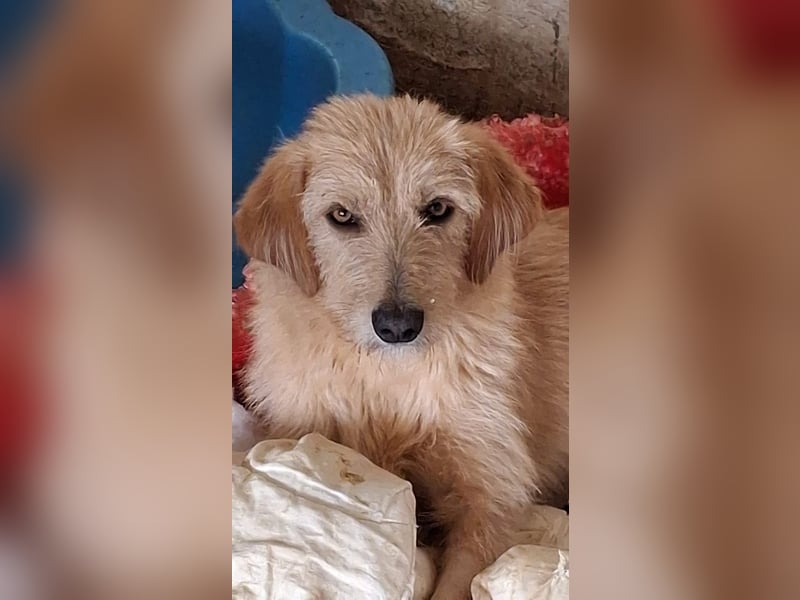 Schnitzel, geb. ca. 05/2025, lebt in GRIECHENLAND, auf einer privaten Pflegestelle