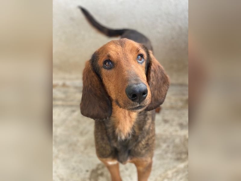 Elio, geb. ca. 03/2024, lebt in GRIECHENLAND, im städt. Tierheim Serres