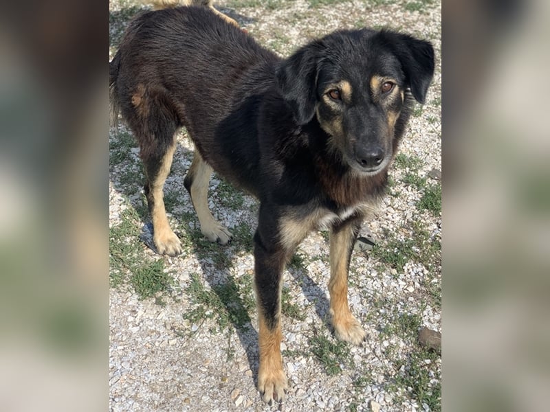 Lavinia, geb. ca. 06/2019, lebt in GRIECHENLAND, im städt. Tierheim Serres