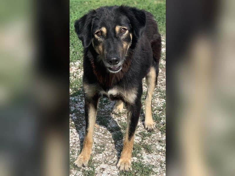 Lavinia, geb. ca. 06/2019, lebt in GRIECHENLAND, im städt. Tierheim Serres