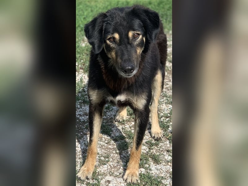 Lavinia, geb. ca. 06/2019, lebt in GRIECHENLAND, im städt. Tierheim Serres