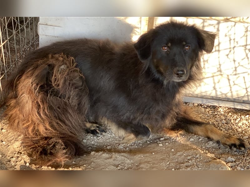 Kayra, geb. ca. 09/2018, lebt in GRIECHENLAND, im städt. Tierheim Serres