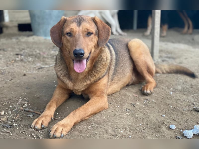 Nasso, geb. ca. 05/2024, lebt in GRIECHENLAND, auf einer privaten Pflegestelle