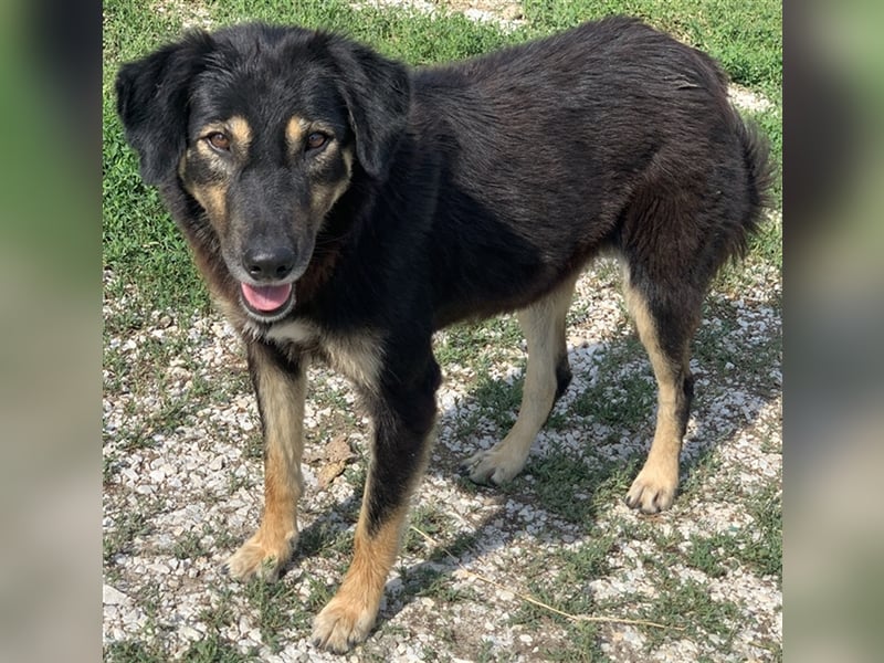 Lavinia, geb. ca. 06/2019, lebt in GRIECHENLAND, im städt. Tierheim Serres