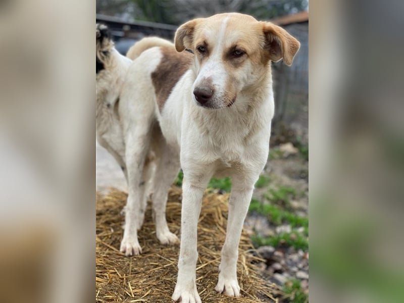 Evi, geb. ca. 06/2020, lebt in GRIECHENLAND, im städt. Tierheim Serres