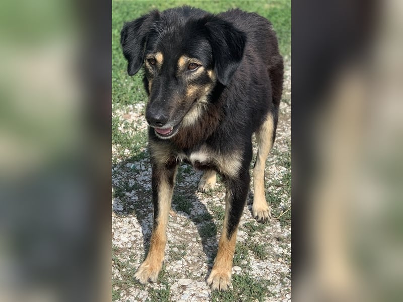 Lavinia, geb. ca. 06/2019, lebt in GRIECHENLAND, im städt. Tierheim Serres