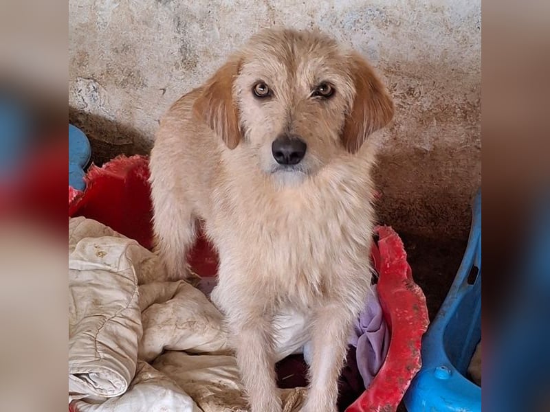 Schnitzel, geb. ca. 05/2025, lebt in GRIECHENLAND, auf einer privaten Pflegestelle