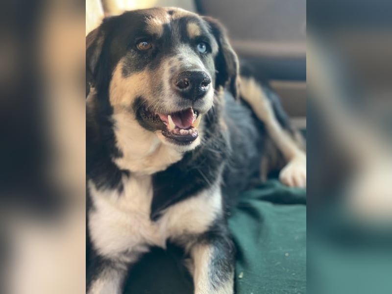 Rafiki, geb. ca. 12/2022, lebt in GRIECHENLAND, im städt. Tierheim Serres