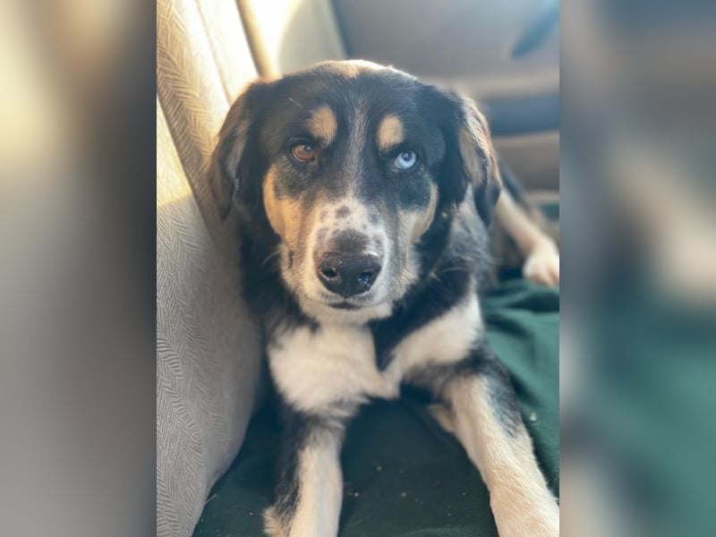 Rafiki, geb. ca. 12/2022, lebt in GRIECHENLAND, im städt. Tierheim Serres