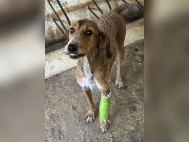 Muskatnuss, geb. ca. 01/2025, lebt in GRIECHENLAND, auf einer privaten Pflegestelle