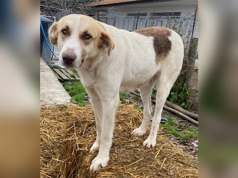 Evi, geb. ca. 06/2020, lebt in GRIECHENLAND, im städt. Tierheim Serres