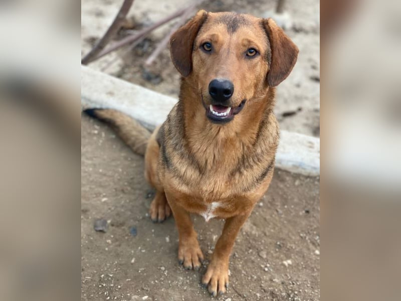 Nasso, geb. ca. 05/2024, lebt in GRIECHENLAND, auf einer privaten Pflegestelle