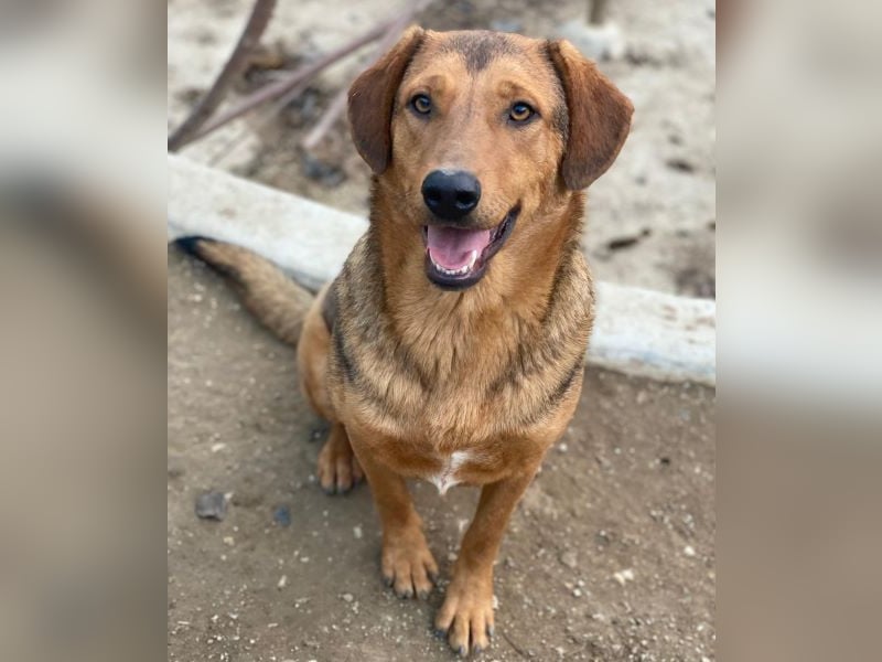 Nasso, geb. ca. 05/2024, lebt in GRIECHENLAND, auf einer privaten Pflegestelle