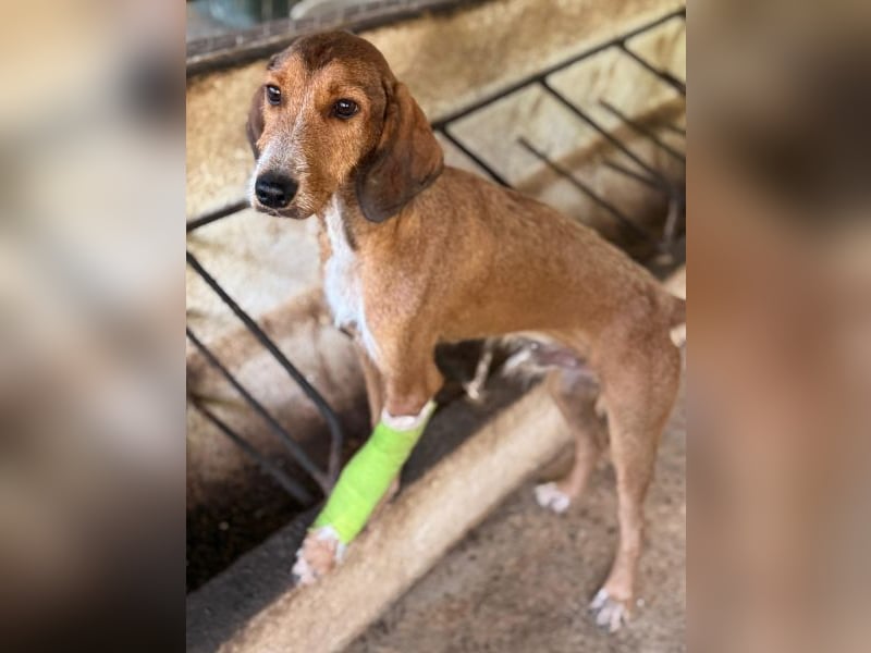 Muskatnuss, geb. ca. 01/2025, lebt in GRIECHENLAND, auf einer privaten Pflegestelle