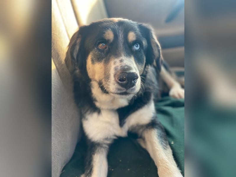 Rafiki, geb. ca. 12/2022, lebt in GRIECHENLAND, im städt. Tierheim Serres