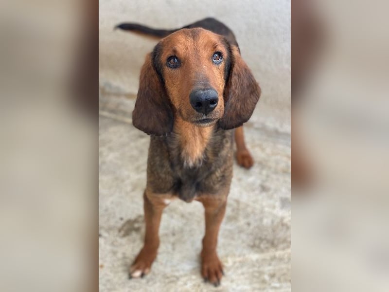 Elio, geb. ca. 03/2024, lebt in GRIECHENLAND, im städt. Tierheim Serres