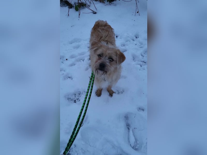 Peggy, kleiner, hübscher Wuschel sucht Familie